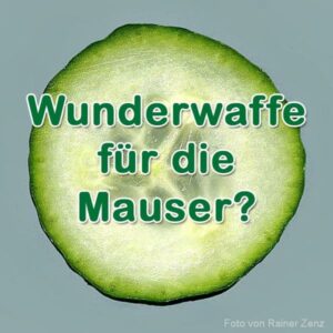 Nährstoffvergleich: Salatgurke