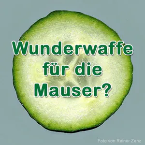 Nährstoffvergleich: Gurke für die Mauser?