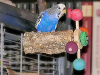 Drehsitzstange mit Jule