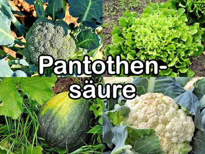 Pantothensäure