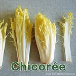 Salat: Chicorée (Cichorium intybus var. foliosum)