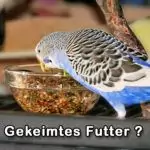 Gekeimtes Futter für Wellensittiche?