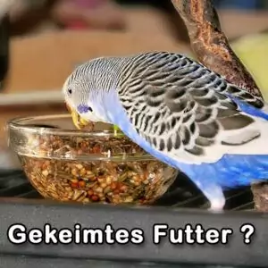 Gekeimtes Futter für Wellensittiche?