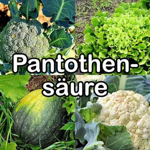 Nährstoffe: Pantothensäure (Vitamin B5)