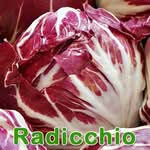 Salat: Radicchio (Cichorium intybus var. foliosum)
