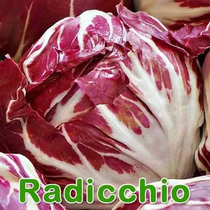 Salat: Radicchio (Cichorium intybus var. foliosum)
