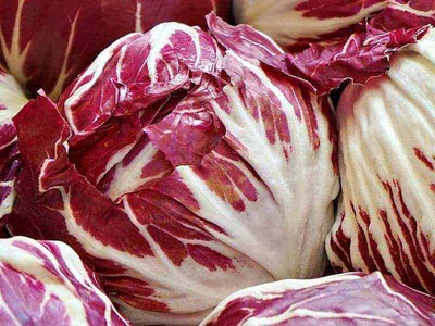 Radicchio