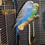 Schaukelsitzstange mit Wellis
