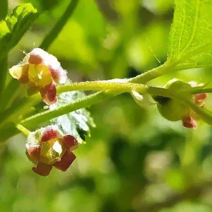 Blüten der Johannisbeere