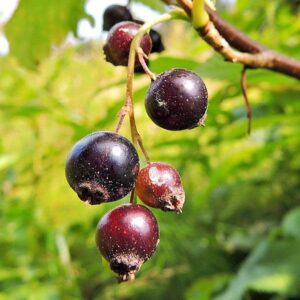 Früchte der Johannisbeere