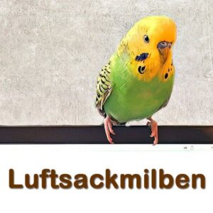 Luftsackmilben Luftsackmilben