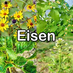 Nährstoffe: Eisen (Spurenelement)