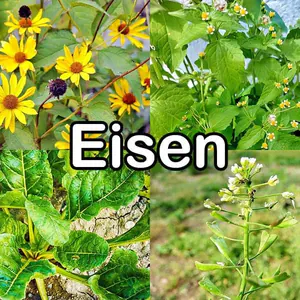 Nährstoffe: Eisen (Spurenelement)