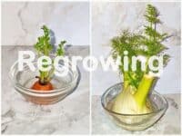 Regrowing
