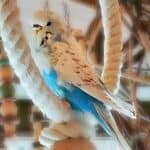 Aspergilliose Aspergilliose