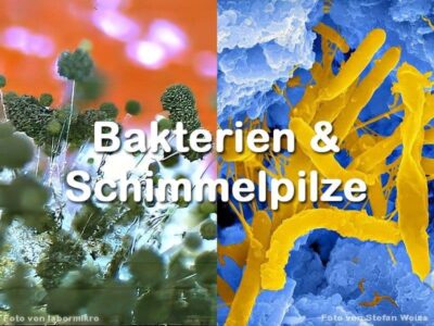 Bakterien & Schimmelpilze