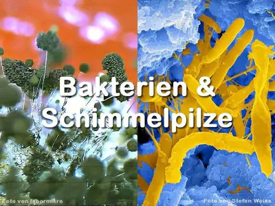 Bakterien & Schimmelpilze Bakterien & Schimmelpilze