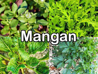 Mangan