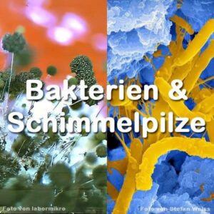 Bakterien & Pilze