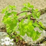Garten-Wolfsmilch