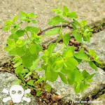 Garten-Wolfsmilch