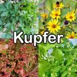 Nährstoffe: Kupfer (Spurenelement)