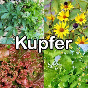 Nährstoffe: Kupfer (Spurenelement)