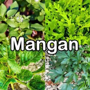 Nährstoffe: Mangan (Spurenelement)