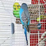 Besuch für den Wellensittich im Quarantäntkäfig (Eingewöhnung)