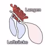 Lufts&auml;cke & Lungen