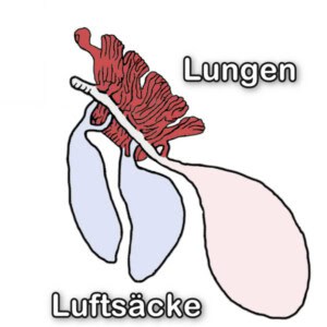 Luftsäcke & Lungen