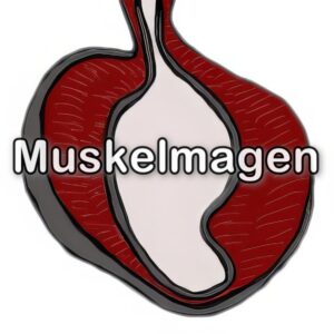 Muskelmagen