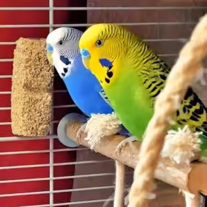 Elliot und Mio im Käfig