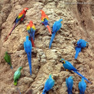 Papageien an Lehmstelle