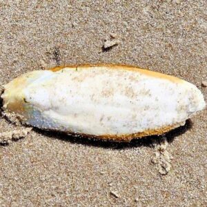 Sepiaschale im Sand