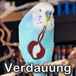 Verdauungssystem