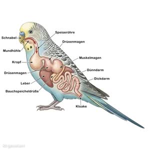 Verdauungstrakt und Verdauungsvorgang beim Wellensittich