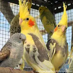 Vergesellschaftung von Wellensittichen mit anderen Vögeln