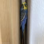 Q_Wellensittich hinter Schrank Wellensittich steckt zwischen Wand und Schrank fest.