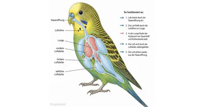 Das Atmungssystem des Wellensittichs