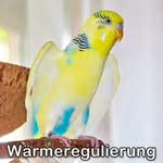 Wärmeregulierung Wärmeregulierung