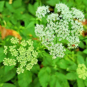Blüten des Giersch