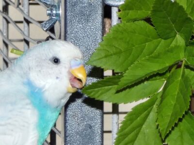 Wellensittich knabbert am Giersch