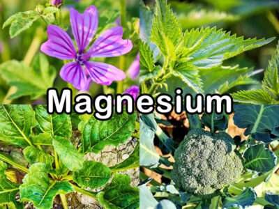 Magnesium