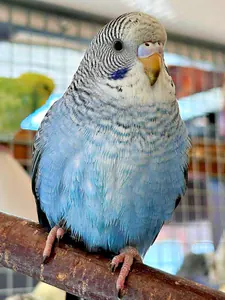 premiumwellis