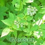 Futterpflanze: Giersch (Aegopodium podagraria)