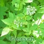 Futterpflanze: Giersch (Aegopodium podagraria)
