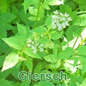 Giersch