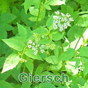 Futterpflanze: Giersch (Aegopodium podagraria)