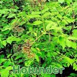 Sträucher: Schwarze Holunder (Sambucus nigra)